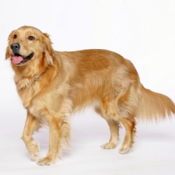 Comparing Golden doodles And other breed